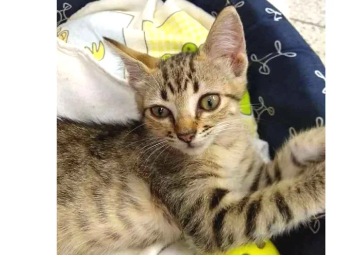 Gato ra a Indefinida idade Abaixo de 2 meses nome Sem nome