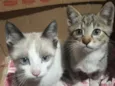 Gatinhos