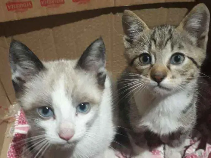 Gato ra a Não sei idade Abaixo de 2 meses nome Gatinhos