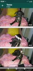 Bebês