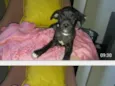 Bebês