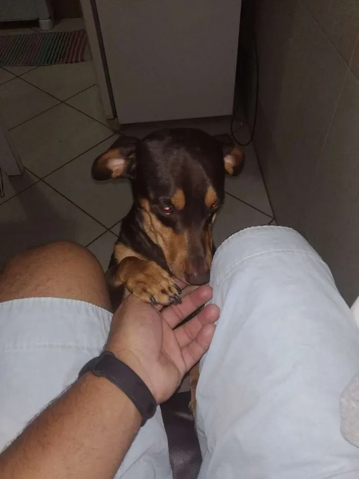 Cachorro raça Dachound/Basset idade 1 ano nome Chaves