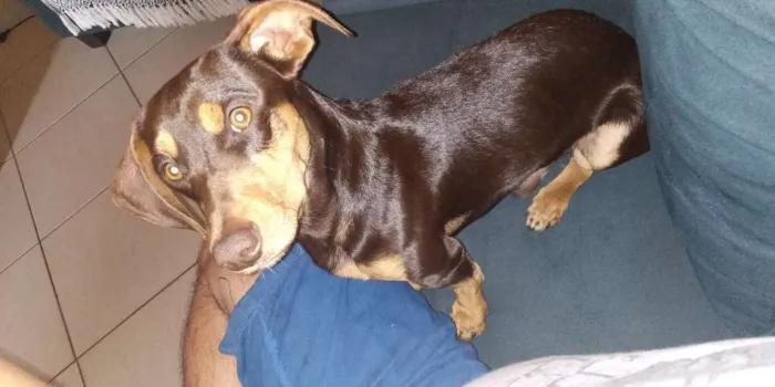 Cachorro raça Dachound/Basset idade 1 ano nome Chaves