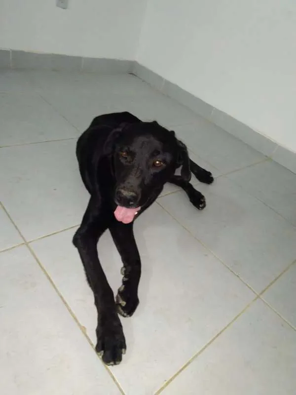 Cachorro ra a Labrador Mestiço idade 3 anos nome Black