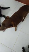 Marrom