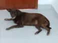 Marrom