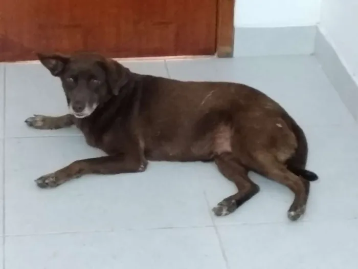 Cachorro ra a SRD idade 5 anos nome Marrom