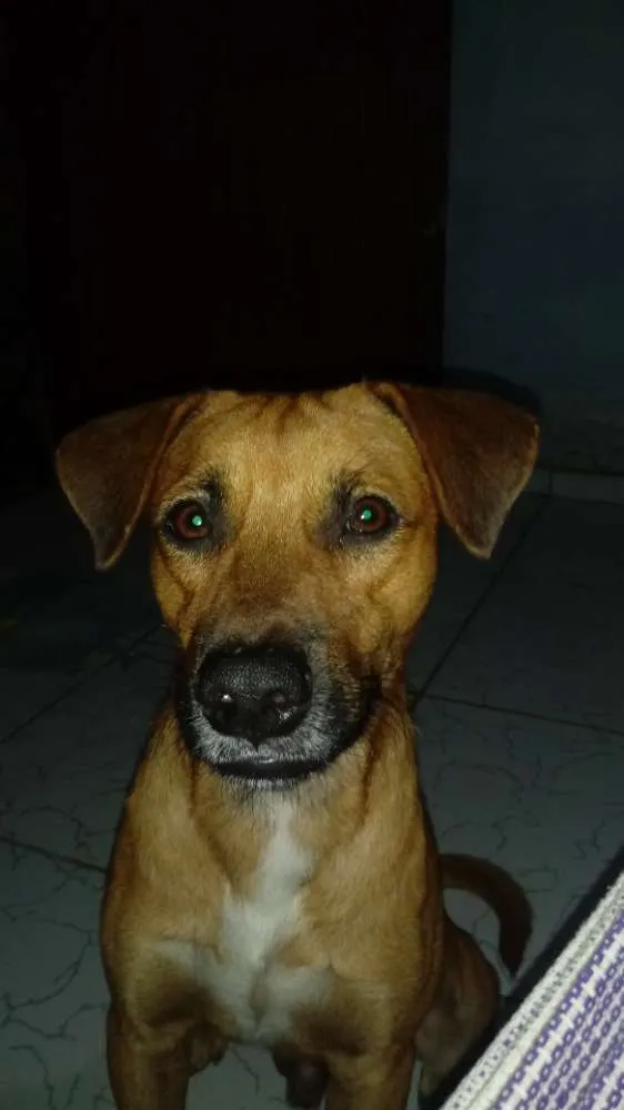 Cachorro ra a Pé duro idade 1 ano nome Xilito