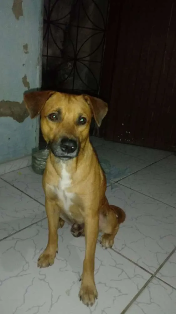 Cachorro ra a Pé duro idade 1 ano nome Xilito