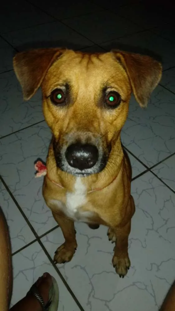 Cachorro ra a Pé duro idade 1 ano nome Xilito