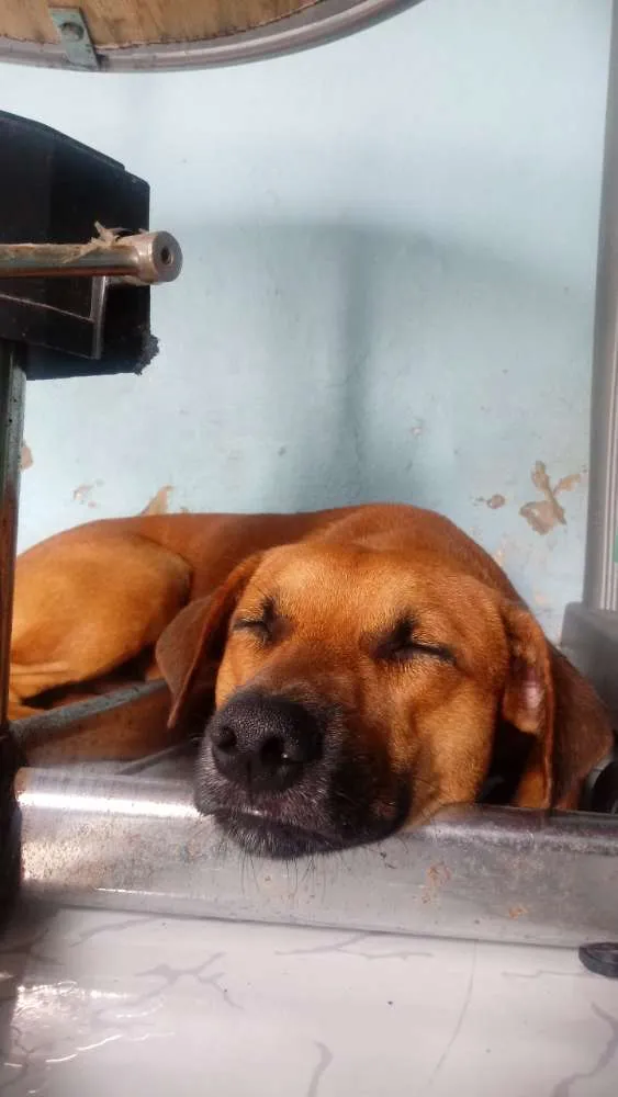 Cachorro ra a Pé duro idade 1 ano nome Xilito