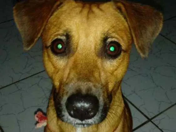 Cachorro ra a Pé duro idade 1 ano nome Xilito