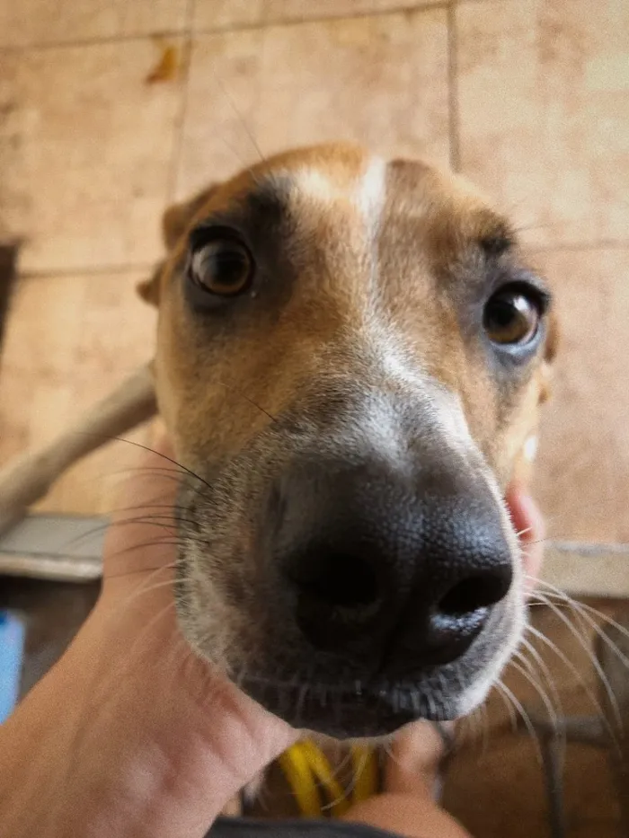 Cachorro ra a Vira-lata  idade 1 ano nome Saruê 