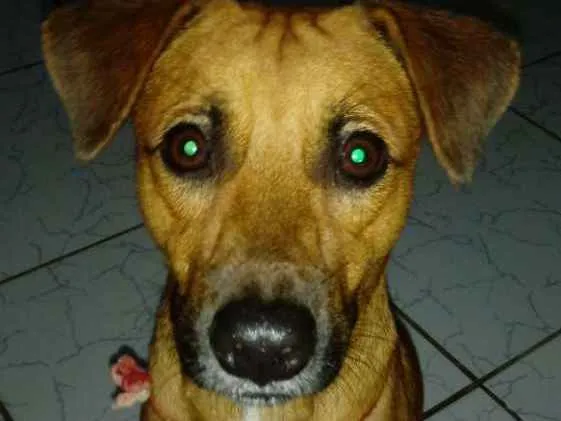 Cachorro ra a Pé duro idade 1 ano nome Xilito