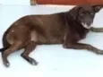 Marrom