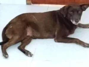 Cachorro raça SRD idade 5 anos nome Marrom