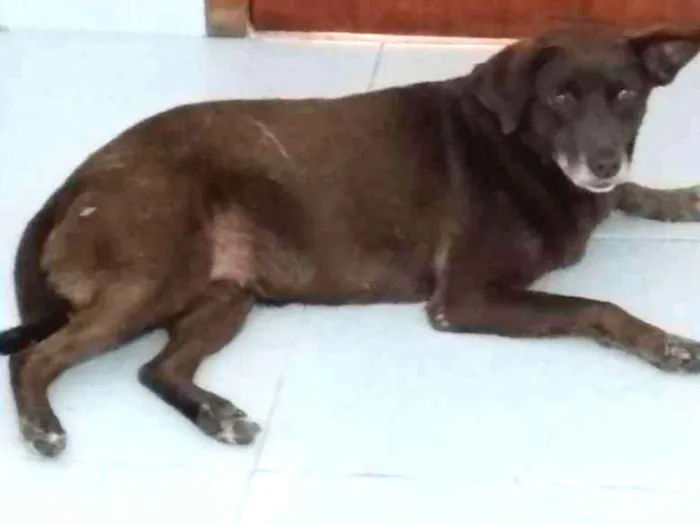 Cachorro ra a SRD idade 5 anos nome Marrom