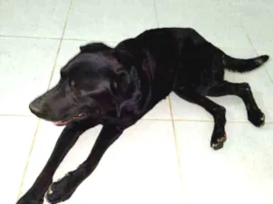 Cachorro raça Labrador Mestiço idade 3 anos nome Black