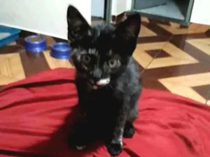 Gato raça Srd idade 2 a 6 meses nome Pretinha 