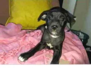 Cachorro raça SRD idade Abaixo de 2 meses nome Bebês