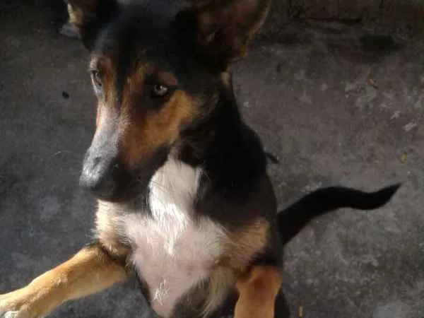 Cachorro ra a Vira lata idade 2 anos nome SHITARA