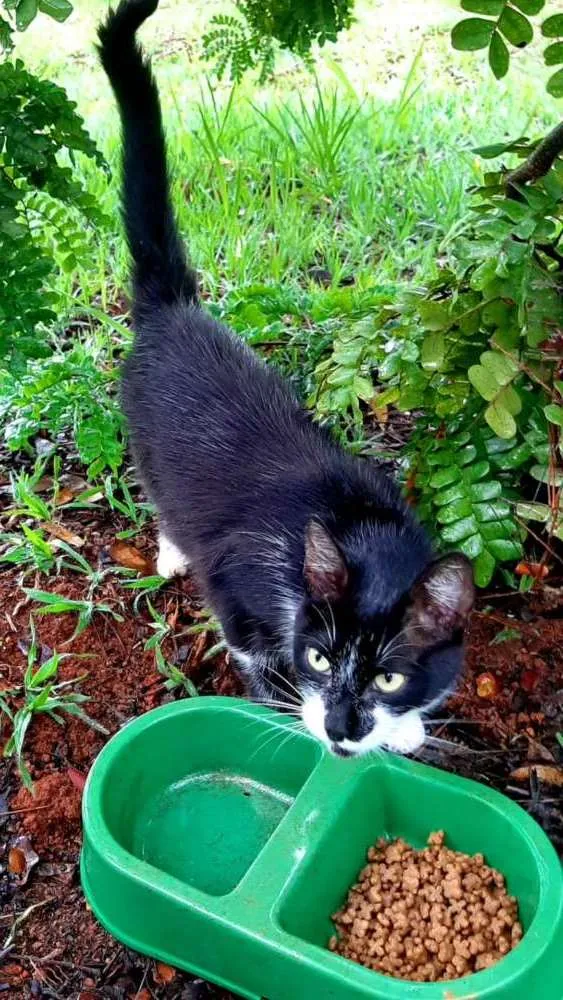 Gato raça Srd idade 1 ano nome Sofia