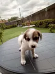 gorducho