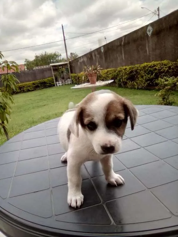 Cachorro ra a Maltês idade Abaixo de 2 meses nome gorducho