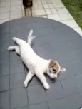 gorducho
