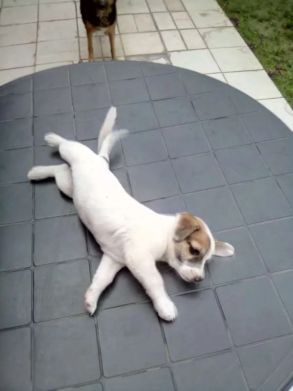 Cachorro ra a Maltês idade Abaixo de 2 meses nome gorducho