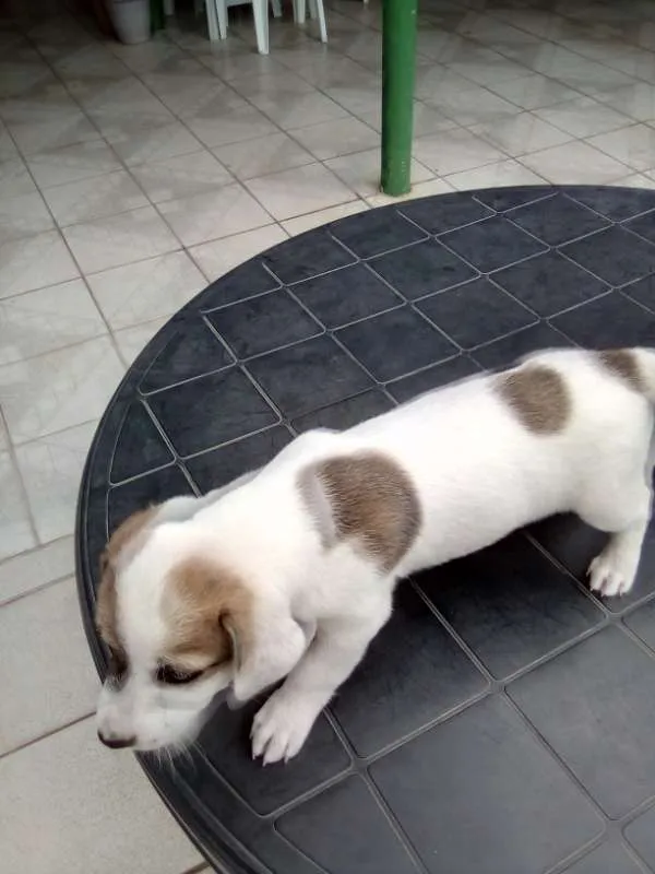 Cachorro ra a Maltês idade Abaixo de 2 meses nome gorducho