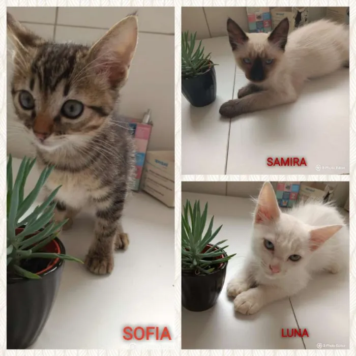 Gato ra a Felino idade 2 a 6 meses nome SOFIA, SAMIRA E LUNA