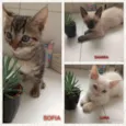 SOFIA, SAMIRA E LUNA