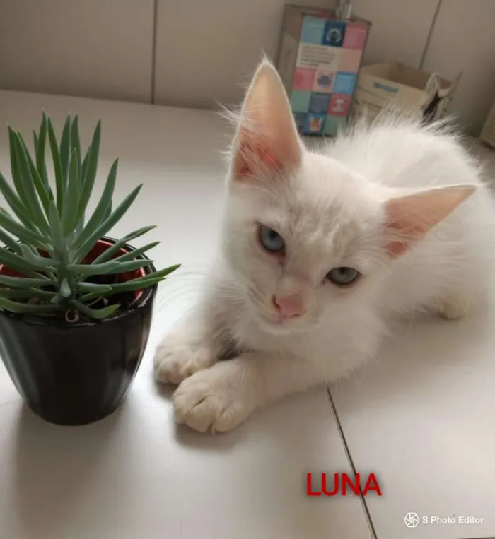 Gato ra a Felino idade 2 a 6 meses nome SOFIA, SAMIRA E LUNA