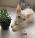 SOFIA, SAMIRA E LUNA