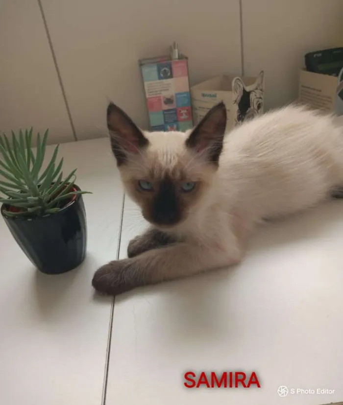 Gato ra a Felino idade 2 a 6 meses nome SOFIA, SAMIRA E LUNA