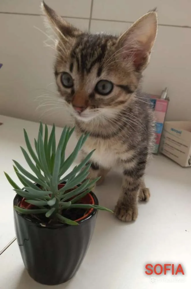 Gato ra a Felino idade 2 a 6 meses nome SOFIA, SAMIRA E LUNA