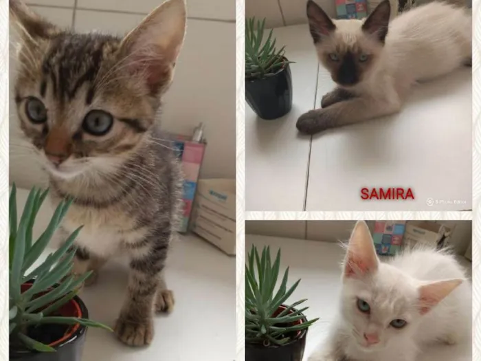 Gato ra a Felino idade 2 a 6 meses nome SOFIA, SAMIRA E LUNA