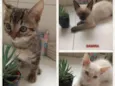 SOFIA, SAMIRA E LUNA