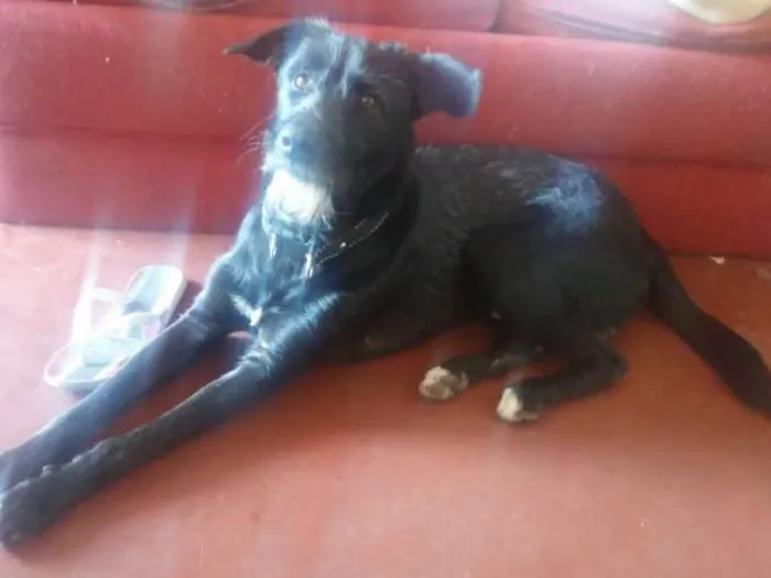 Cachorro ra a Vira lata idade 1 ano nome Zeus