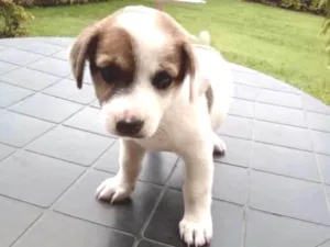 Cachorro raça Maltês idade Abaixo de 2 meses nome gorducho