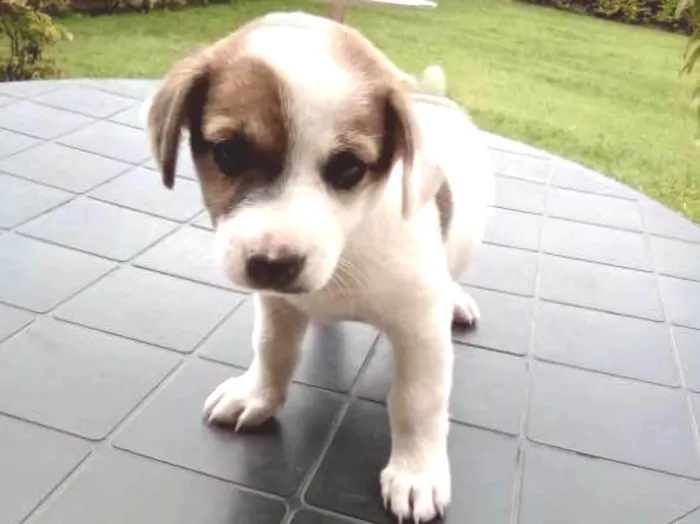 Cachorro ra a Maltês idade Abaixo de 2 meses nome gorducho