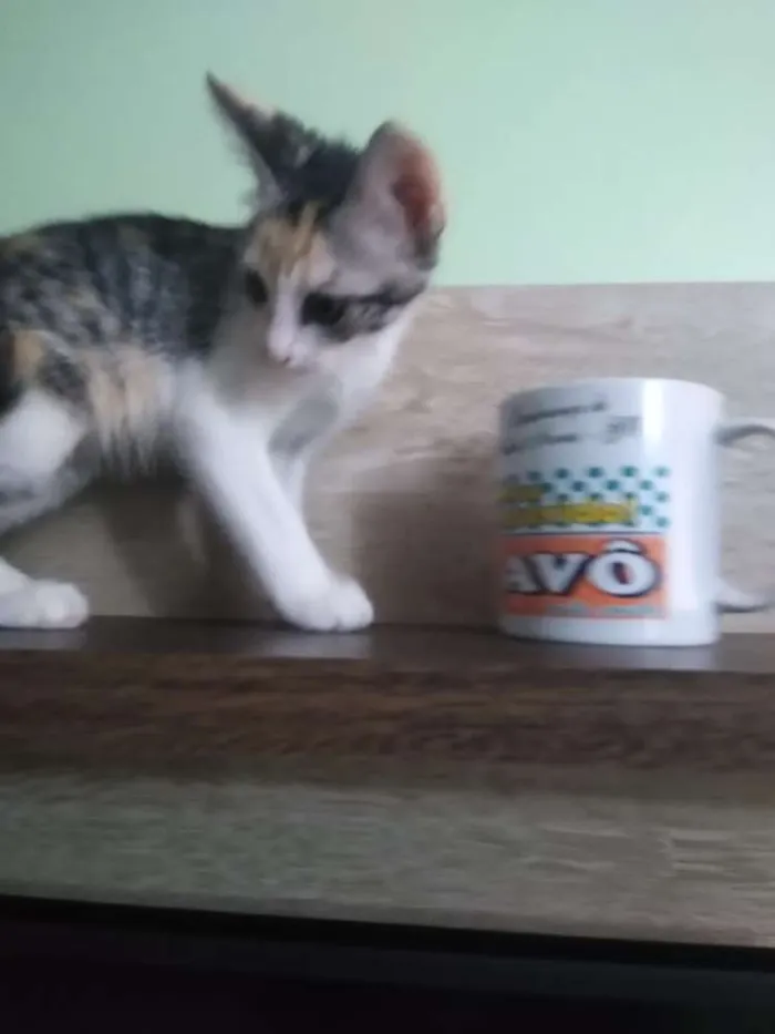 Gato ra a Vira lata idade Abaixo de 2 meses nome Mingual