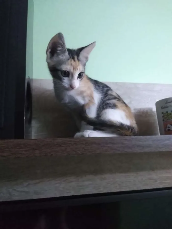 Gato ra a Vira lata idade Abaixo de 2 meses nome Mingual