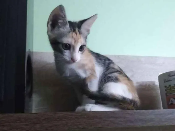 Gato ra a Vira lata idade Abaixo de 2 meses nome Mingual