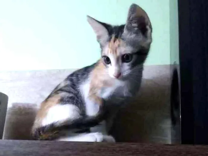 Gato ra a Vira lata idade Abaixo de 2 meses nome Mingual