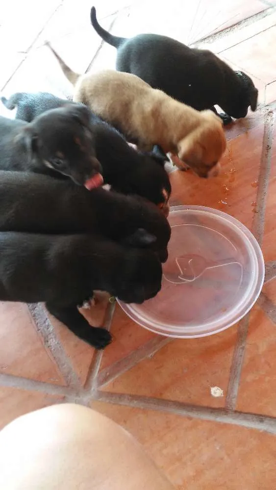 Cachorro ra a Vira lata idade 2 a 6 meses nome Não tem nome