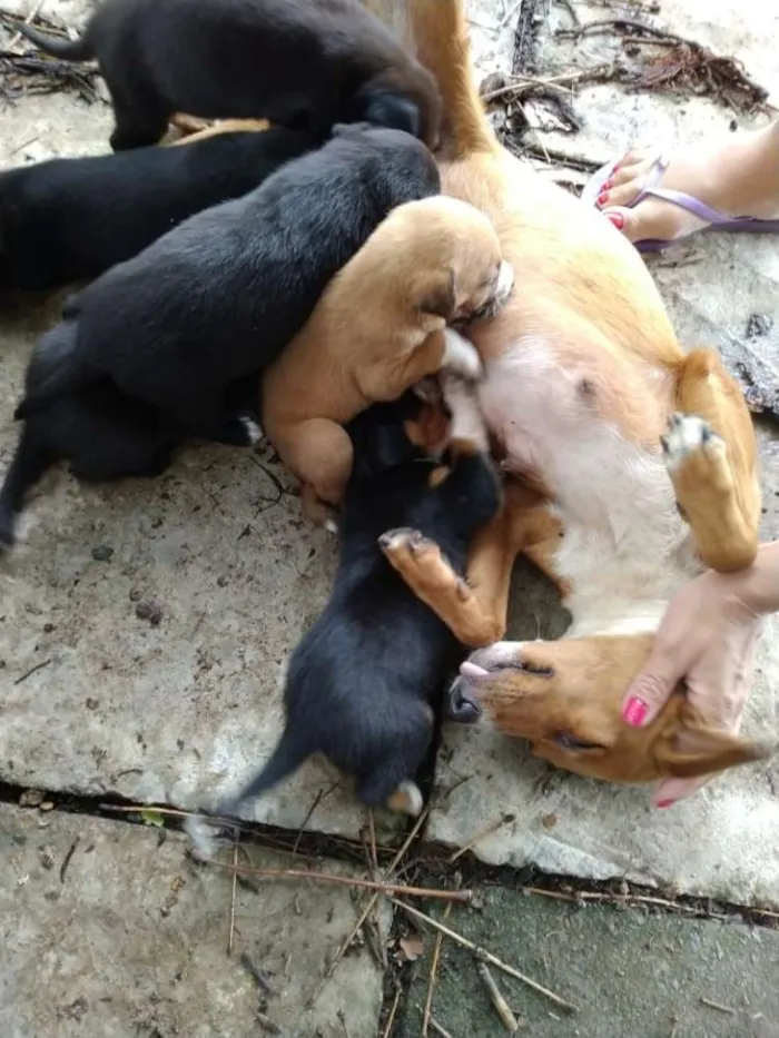 Cachorro ra a Vira lata idade 2 a 6 meses nome Não tem nome