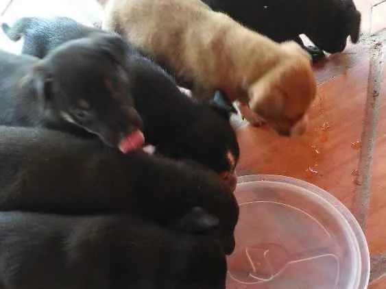Cachorro ra a Vira lata idade 2 a 6 meses nome Não tem nome