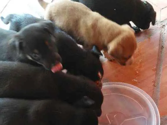 Cachorro ra a Vira lata idade 2 a 6 meses nome Não tem nome